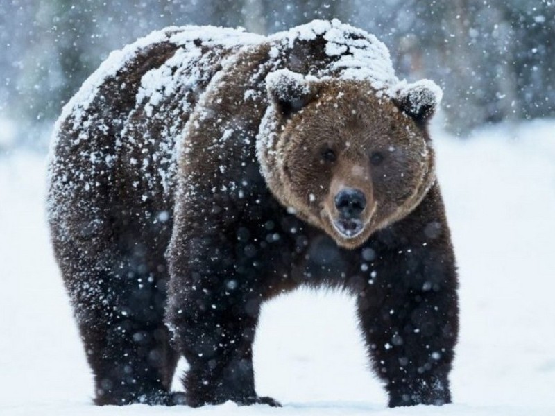 Медведь в снегу